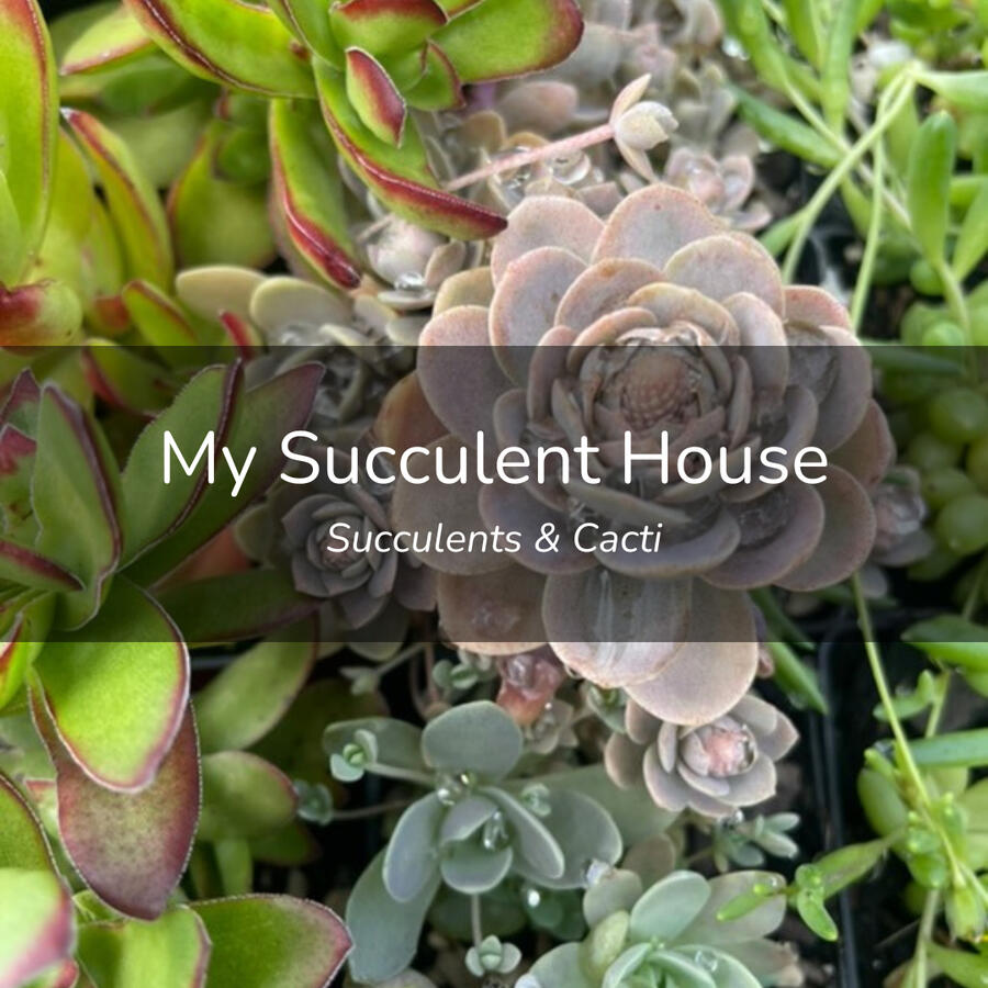 My Succulent House