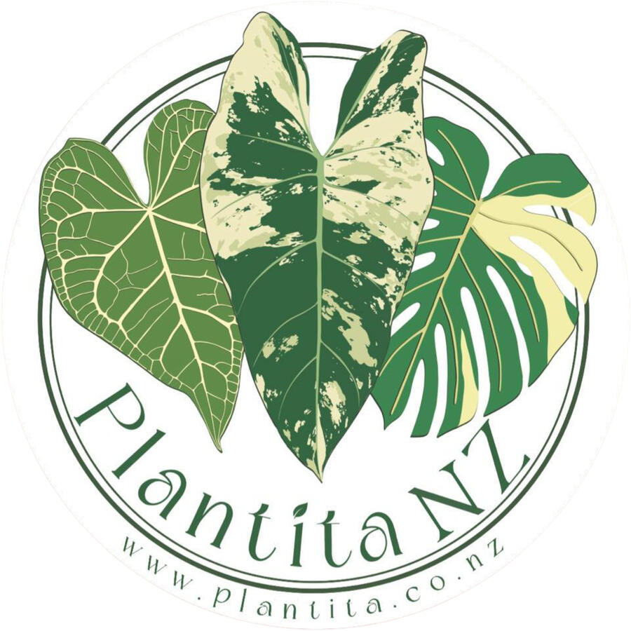 Plantita