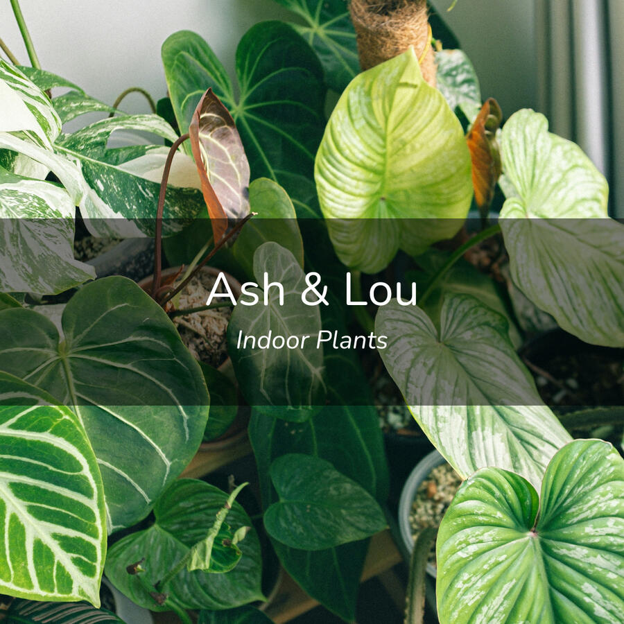 Ash &amp; Lou's Plants