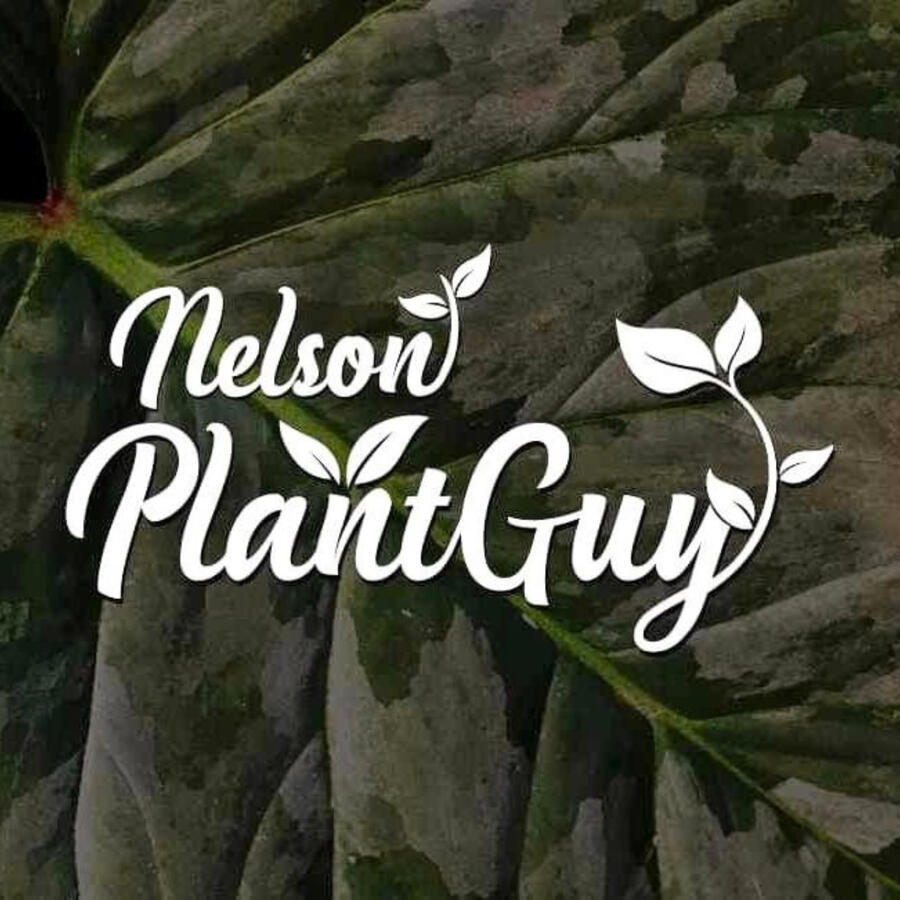 Nelson Plant Guy