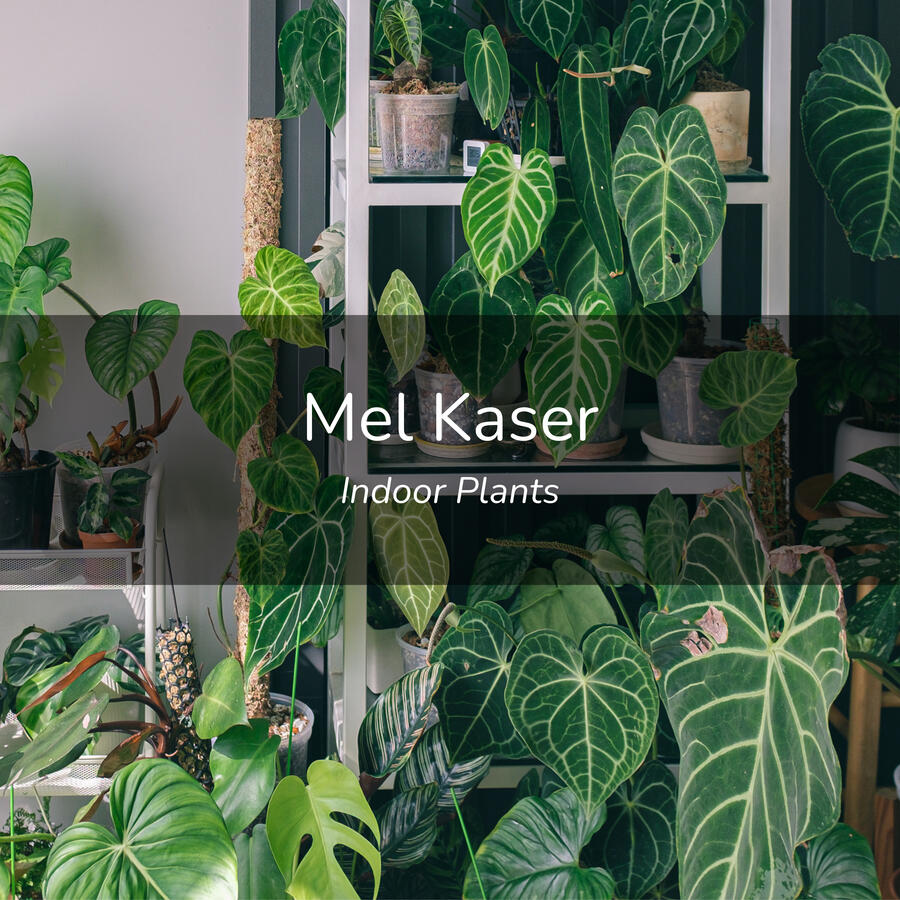 Mel Kaser